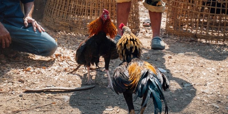 Các nghệ thuật quan sát đòn đá