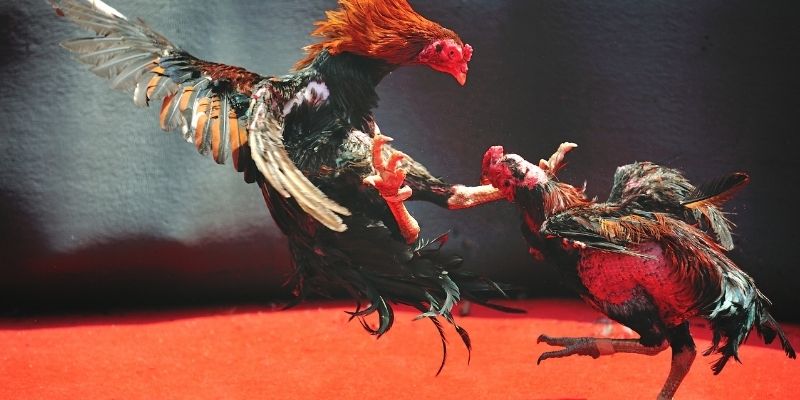 Những bí quyết chọn chiến kê