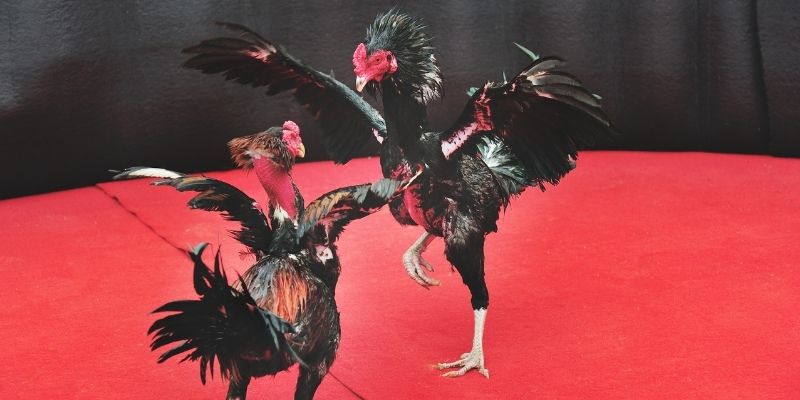 Những nét văn hóa mà loại hình này mang lại