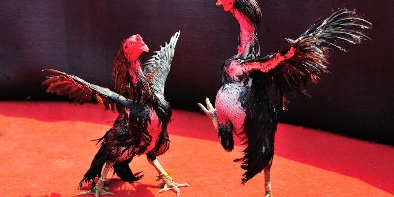 Thông tin về đá gà cựa tròn