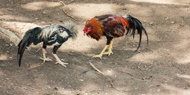 Thông tin về đá gà Thomo